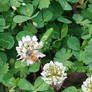 Bumble Bee Friend On Clover 2/2