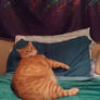 Rotund Chonkus Ziggy