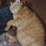 Sleepy Ziggy