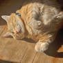Ziggy Catching Some Rays