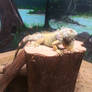 Iguana Just Chillin