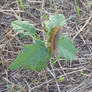 Yellow Wooly Bear