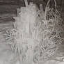 Bush Frozen In Time