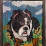 Molly The Bulldog