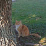 Mystery Ginger Cat