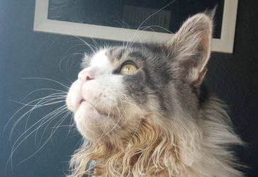 Jasper The Maincoon 2/3