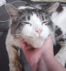 Jasper The Maincoon 3/3
