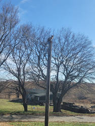 Bash Up A Pole Without A Ladder
