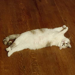 Upside-down Felicity