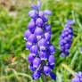 Grape Hyacinth 1/2