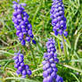 Grape Hyacinth 2/2