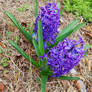 Purple Hyacinth