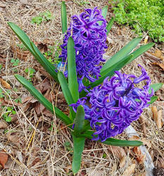 Purple Hyacinth