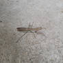 Defensive Mantis