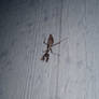 Nighttime Mantis