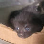 Sweet Black Kitten Opening Eyes