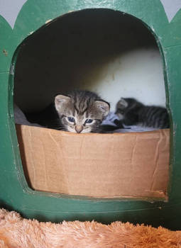 All You Can See Is Yours Sweet Kitten