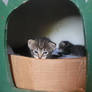 All You Can See Is Yours Sweet Kitten
