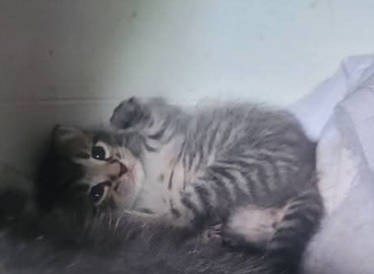 Smol Round Stripy Baby 1/2
