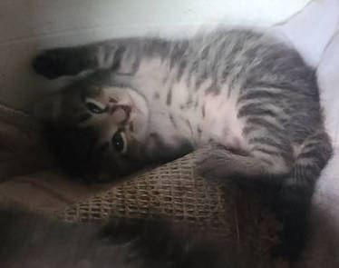 Smol Round Stripy Baby 2/2