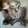 Kitten Cluster 1/2