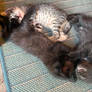 Kitten Cluster 2/2
