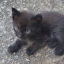Bearded Black Kitten