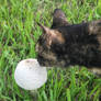 Curious Beans With Mushroom 2/2
