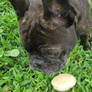 Curious Mo The Frenchie 1/2