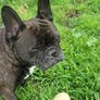 Curious Mo The Frenchie 2/2