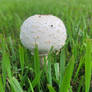 Yard Mushrooms 2/3