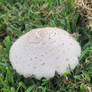 Yard Mushrooms 3/3