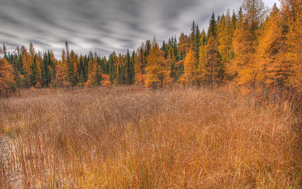 Dry Bog