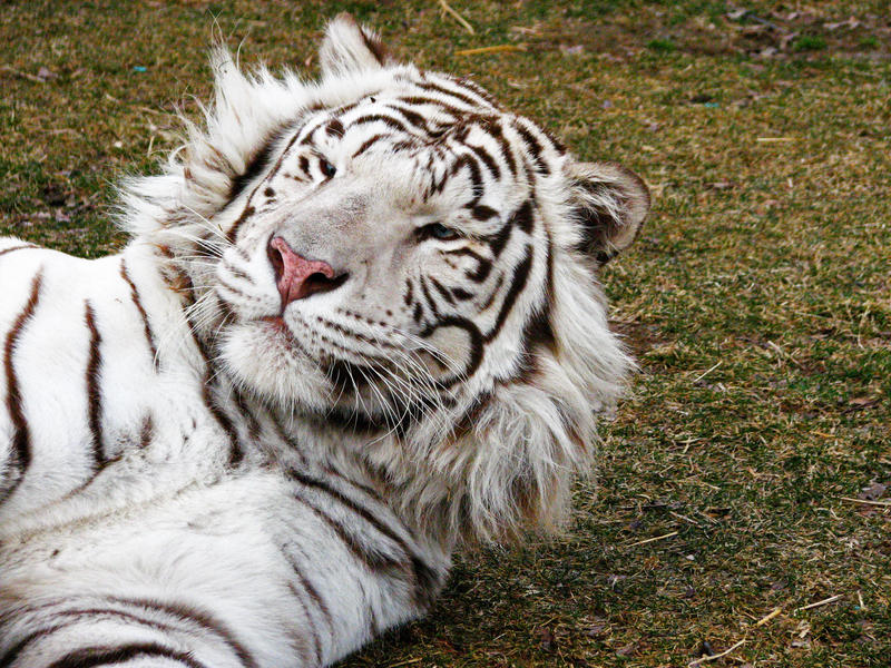 Tiger Bed Head