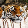 Orange Tiger White Pillow