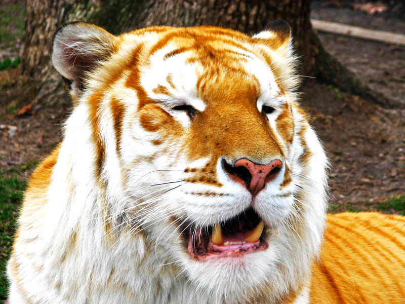 Golden tiger Golden tiger
