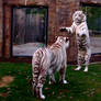 The White Tigers