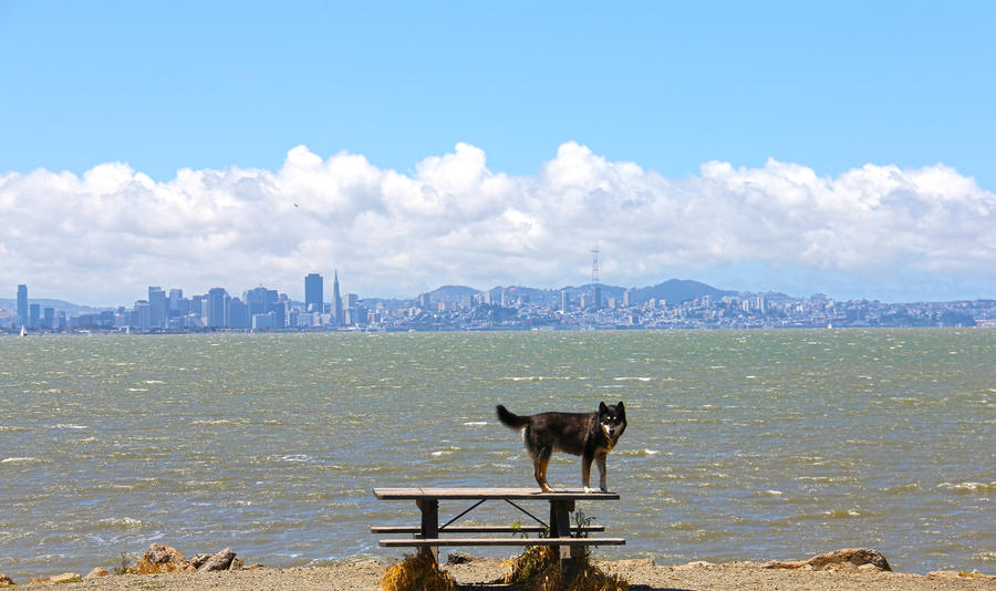 A Dog and His City