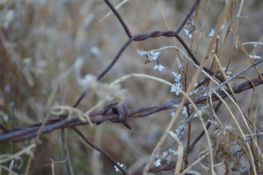 Windswept Worry