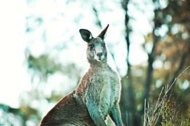 Roo at Googong Dam, NSW