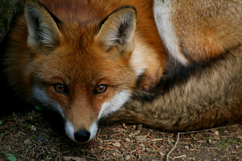 Vulpes vulpes I