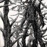 Treebeard and Fangorn Forest