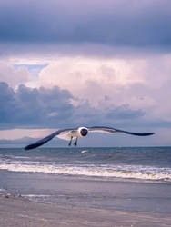 Gliding On The Surf