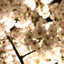 Illuminated cherry blossoms 04