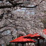 Sakura in Kyoto 02