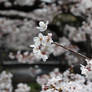 Kyoto Shirakawa Sakura 02