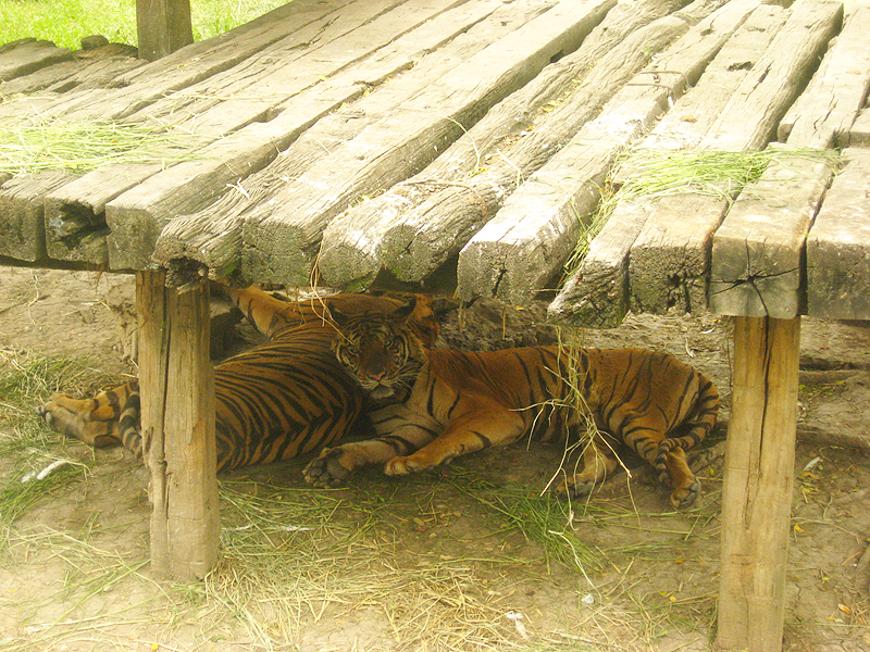 Tigers