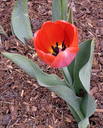 Red Tulip