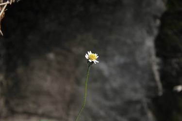 Lonely Flower