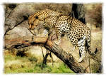 Leopard by olsenbande76